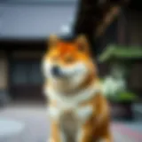 A majestic Shiba Inu sitting gracefully against a traditional Japanese backdrop